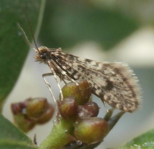 Bankesia conspurcatella